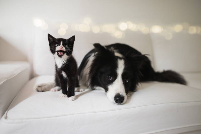 Furry Friends' Favorites: Unleash Joy for Your Beloved Pets.