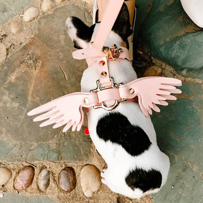 Teddy Bears Angel Network Red traction rope skin pink strap Marges Cat item ring external use pet collar wings cat leash harness